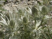 Eryngium spinalba 4, Saxifraga-Jan van der Straaten