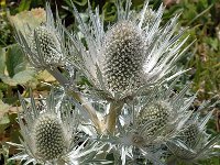 Eryngium spinalba 5, Saxifraga-Jan van der Straaten