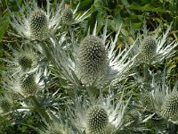 Eryngium spinalba 7, Saxifraga-Jan van der Straaten