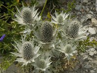 Eryngium spinalba 9, Saxifraga-Willem van Kruijsbergen