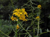 Erysimum aureum 2, Saxifraga-Ed Stikvoort