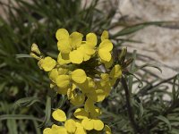 Erysimum cantabricum 2, Saxifraga-Willem van Kruijsbergen