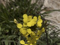 Erysimum cantabricum 3, Saxifraga-Willem van Kruijsbergen