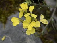 Erysimum cantabricum 5, Saxifraga-Willem van Kruijsbergen