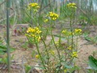 Erysimum cheiranthoides 11, Gewone steenraket, Saxifraga-Ed Stikvoort