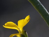 Erysimum cheiranthoides 2, Gewone steenraket, Saxifraga-Rutger Barendse