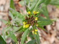 Erysimum cheiranthoides 3, Gewone steenraket, Saxifraga-Rutger Barendse