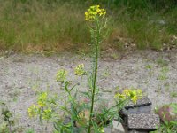 Erysimum cheiranthoides 5, Gewone steenraket, Saxifraga-Rutger Barendse