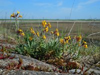 Erysimum cheiri 14, Muurbloem, Saxifraga-Ed Stikvoort