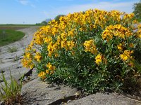 Erysimum cheiri 15, Muurbloem, Saxifraga-Ed Stikvoort