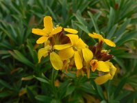 Erysimum cheiri 19, Muurbloem, Saxifraga-Ed Stikvoort