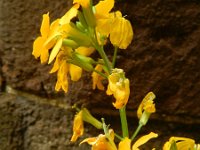 Erysimum cheiri 29, Muurbloem, Saxifraga-Rutger Barendse