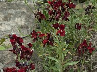 Erysimum cheiri 3, Muurbloem, Saxifraga-Willem van Kruijsbergen