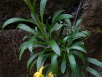 Erysimum cheiri 30, Muurbloem, Saxifraga-Rutger Barendse