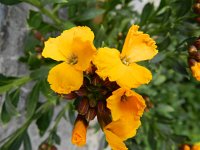 Erysimum cheiri 32, Muurbloem, Saxifraga-Rutger Barendse