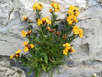 Erysimum cheiri 34, Muurbloem, Saxifraga-Rutger Barendse