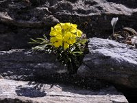 Erysimum cheiri 38, Muurbloem, Saxifraga-Luuk Vermeer