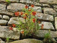 Erysimum cheiri 43, Muurbloem, Saxifraga-Hans Grotenhuis