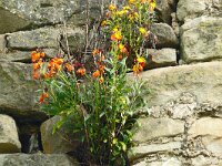 Erysimum cheiri 46, Muurbloem, Saxifraga-Hans Grotenhuis