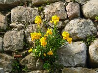Erysimum cheiri 47, Muurbloem, Saxifraga-Hans Grotenhuis