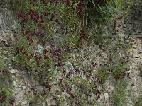 Erysimum cheiri 5, Muurbloem, Saxifraga-Willem van Kruijsbergen