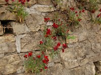 Erysimum cheiri 6, Muurbloem, Saxifraga-Annemiek Bouwman