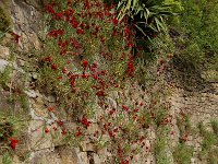 Erysimum cheiri 7, Muurbloem, Saxifraga-Annemiek Bouwman