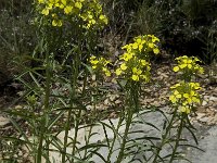 Erysimum collisparsum 2, Saxifraga-Willem van Kruijsbergen