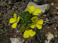 Erysimum dubium 3, Saxifraga-Rutger Barendse