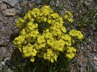 Erysimum helveticum 3, Saxifraga-Harry Jans