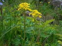 Erysimum ibericum 2, Saxifraga-Ed Stikvoort