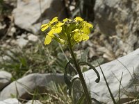 Erysimum ochroleucum 11, Saxifraga-Marijke Verhagen