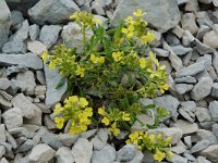 Erysimum ochroleucum 12, Saxifraga-Willem van Kruijsbergen