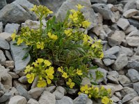 Erysimum ochroleucum 14, Saxifraga-Willem van Kruijsbergen