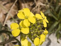 Erysimum ochroleucum 2, Saxifraga-Marijke Verhagen