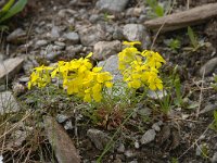 Erysimum ochroleucum 20, Saxifraga-Luuk Vermeer