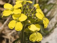 Erysimum ochroleucum 3, Saxifraga-Marijke Verhagen