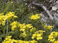 Erysimum ochroleucum 5, Saxifraga-Marijke Verhagen