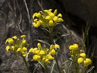 Erysimum ochroleucum 7, Saxifraga-Marijke Verhagen