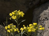 Erysimum ochroleucum 8, Saxifraga-Marijke Verhagen