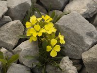 Erysimum ochroleucum 9, Saxifraga-Jan van der Straaten