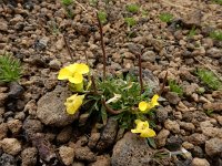 Erysimum pulchellum