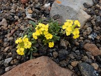 Erysimum pulchellum 3, Saxifraga-Ed Stikvoort