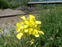 Erysimum rhaeticum 2, Saxifraga-Rutger Barendse