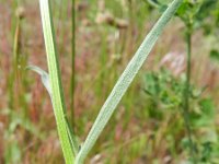 Erysimum rhaeticum 4, Saxifraga-Rutger Barendse