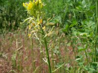 Erysimum rhaeticum 5, Saxifraga-Rutger Barendse