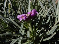 Erysimum scoparium 2, Saxifraga-Ed Stikvoort