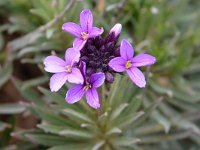 Erysimum virescens