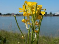 Erysimum virgatum 10, Stijve steenraket, Saxifraga-Ed Stikvoort