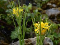 Erysimum virgatum 12, Stijve steenraket, Saxifraga-Ed Stikvoort : Millingerwaard